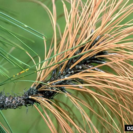 Sphaeropsis blight