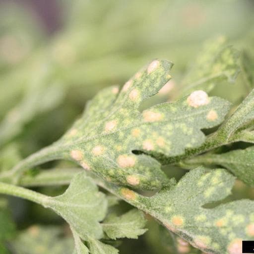 Chrysanthemum white rust