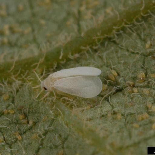 whiteflies