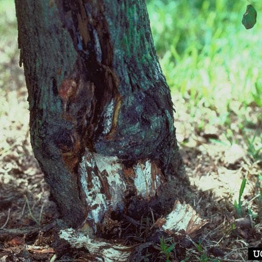 Armillaria root rot