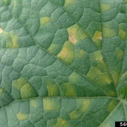 cucurbit downy mildew