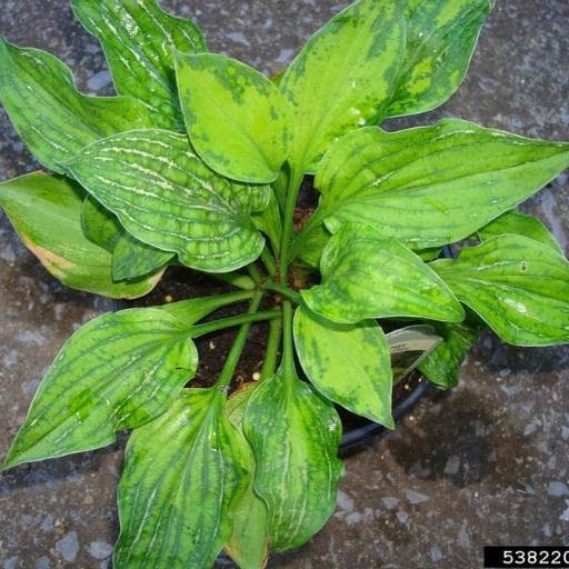 Hosta virus X