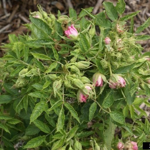 rose rosette disease