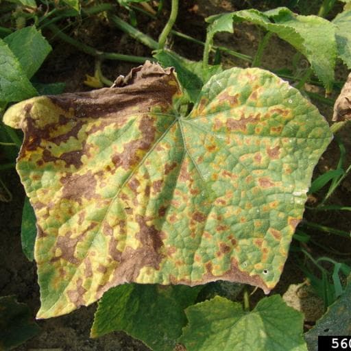 cucurbit downy mildew