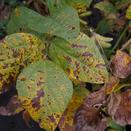 Septoria leaf spot