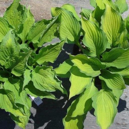 Hosta virus X