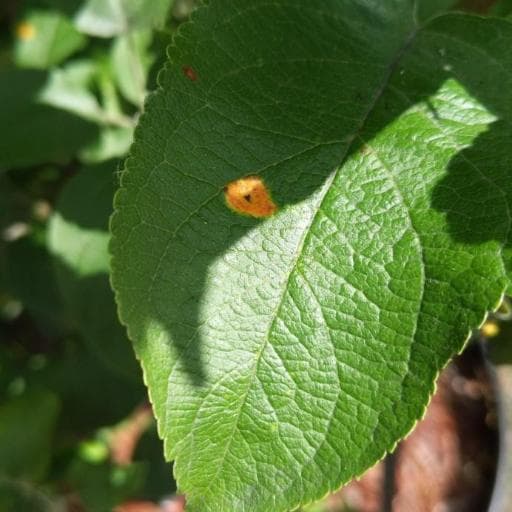 cedar-apple rust