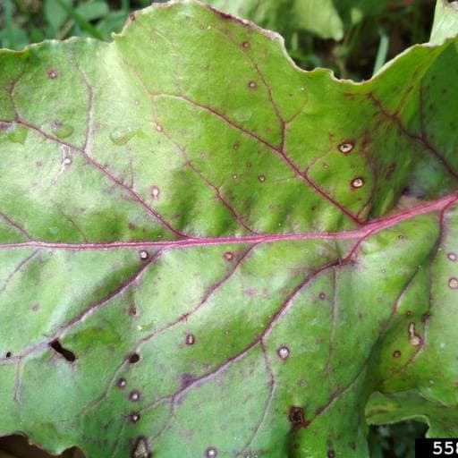 Cercospora leaf spot