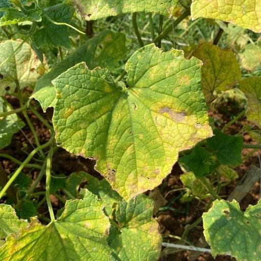 downy mildew