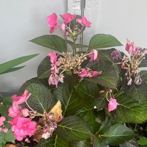 Finished flowering period