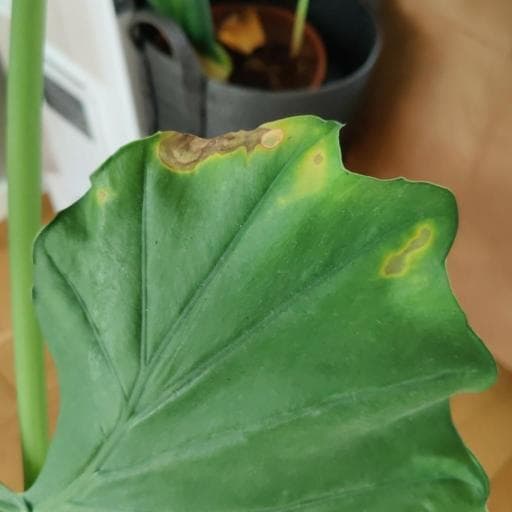 bacterial leaf spot