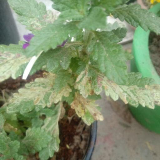 leaf miners