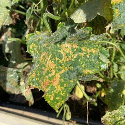 downy mildew