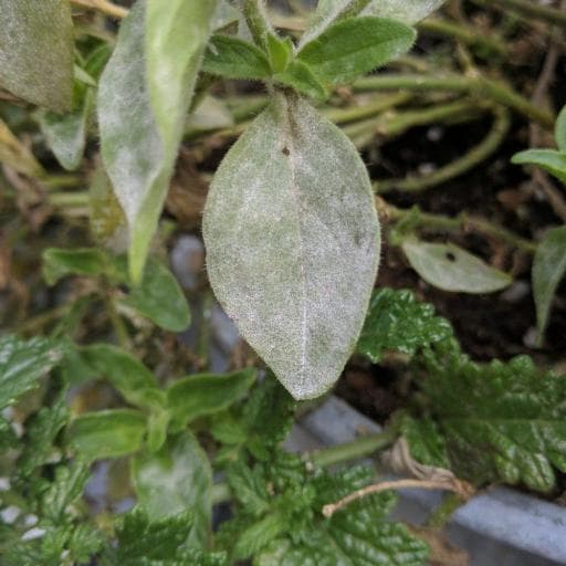 Powdery mildew