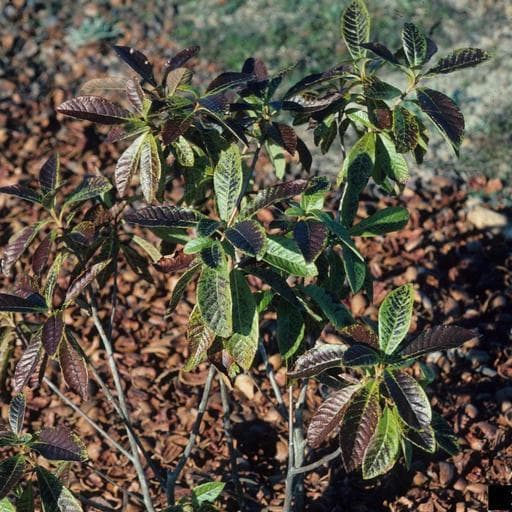 low temperatures and frost damage