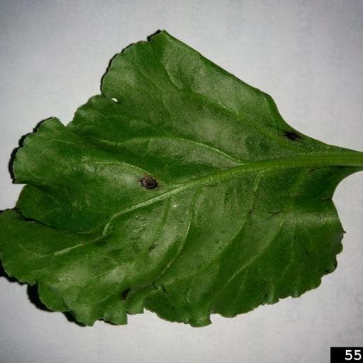 Cercospora leaf spot