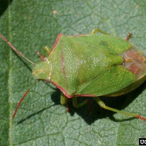 shield bugs