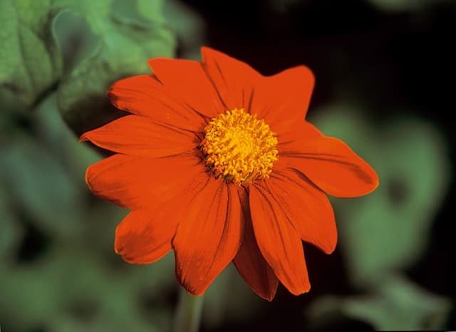Mexican sunflower 'Torch'