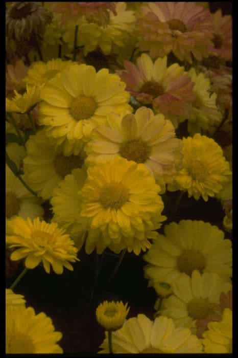 Chrysanthemum 'Southway Sure'