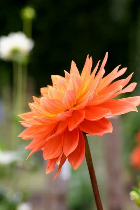 dahlia 'Charlie Dimmock'