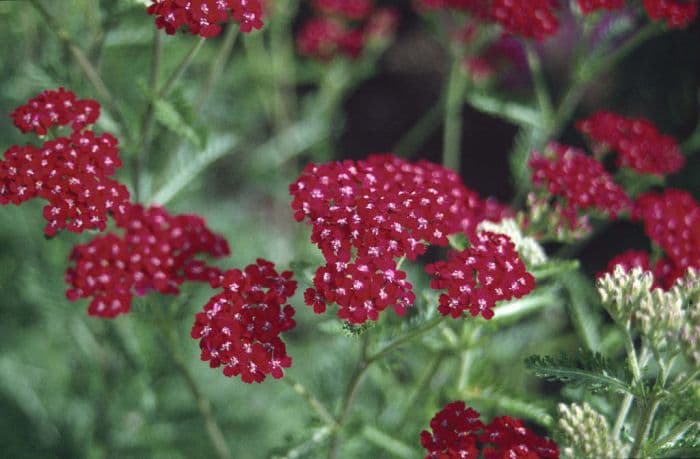 yarrow 'Cerise Queen'