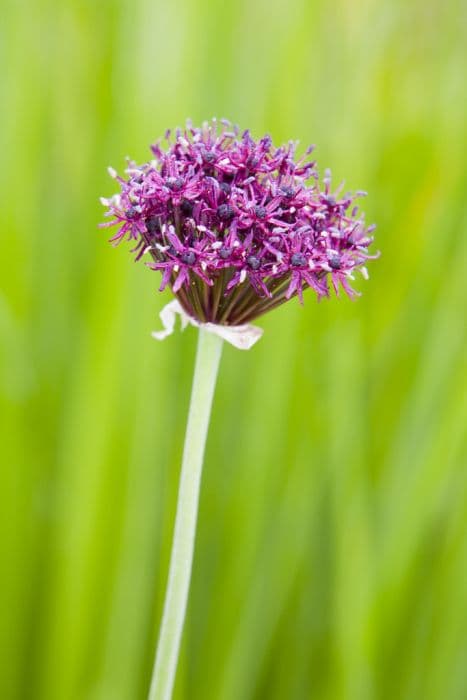 very-dark purple allium