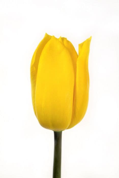 tulip 'Strong Gold'