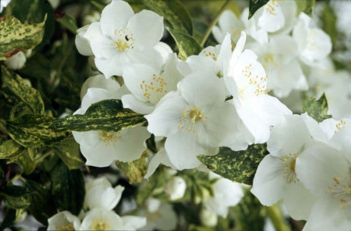 mock orange 'Innocence'