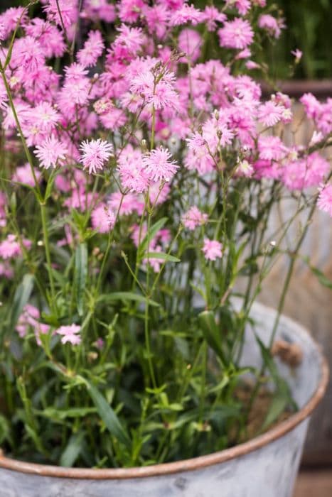 ragged robin 'Petite Jenny'