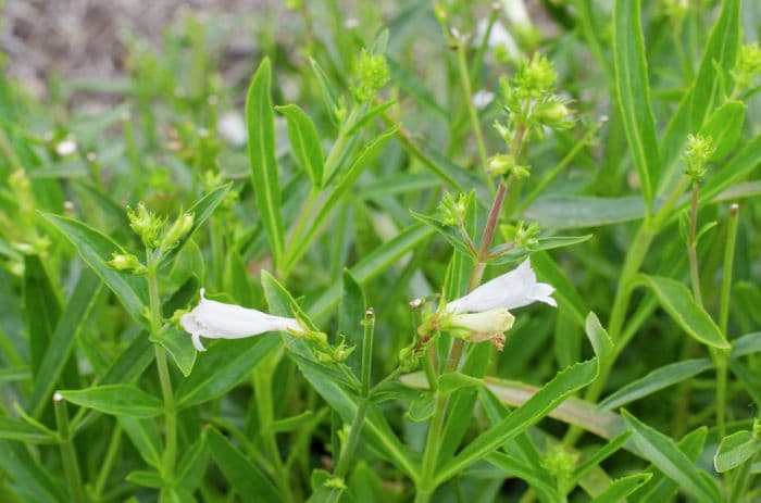 penstemon 'Roundway Snowflake'