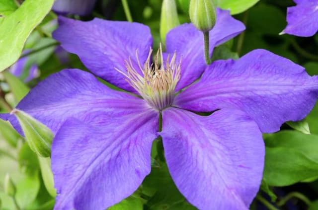 Clematis 'Ascotiensis'