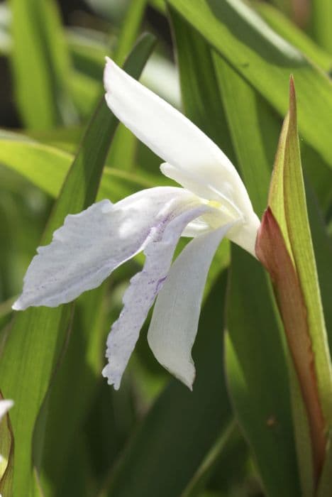 roscoea 'Monique'