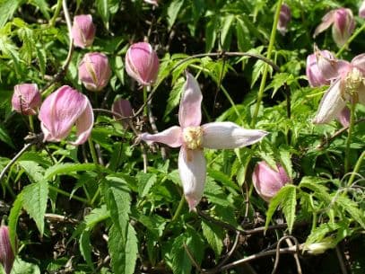 Clematis 'Rosy O'Grady'