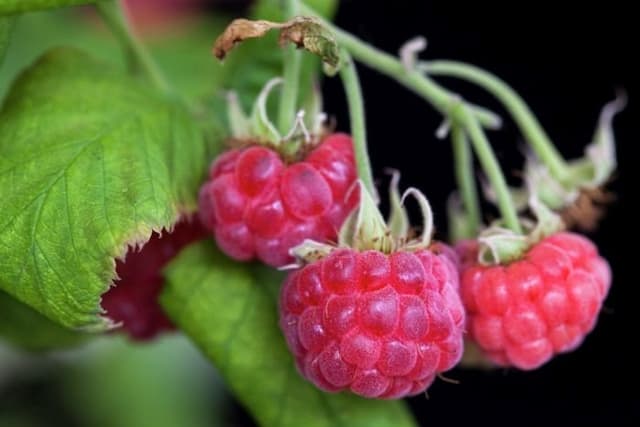 Raspberry