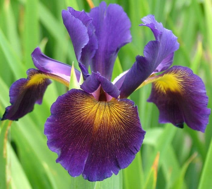 iris 'Lucky Devil'