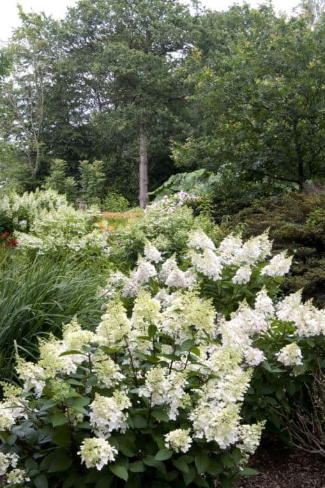 paniculate hydrangea [Pinky-Winky]