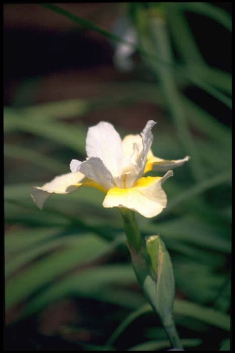 Siberian iris 'Welfenprinz'