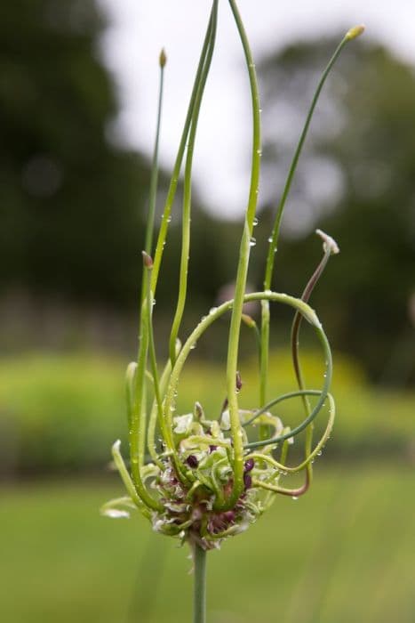 allium 'Bizar'