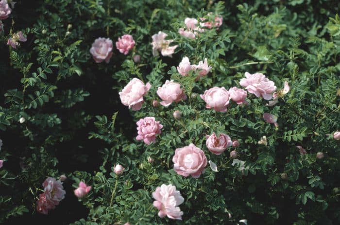 burnet rose 'Andrewsii'