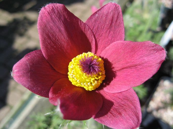 pasqueflower 'Eva Constance'