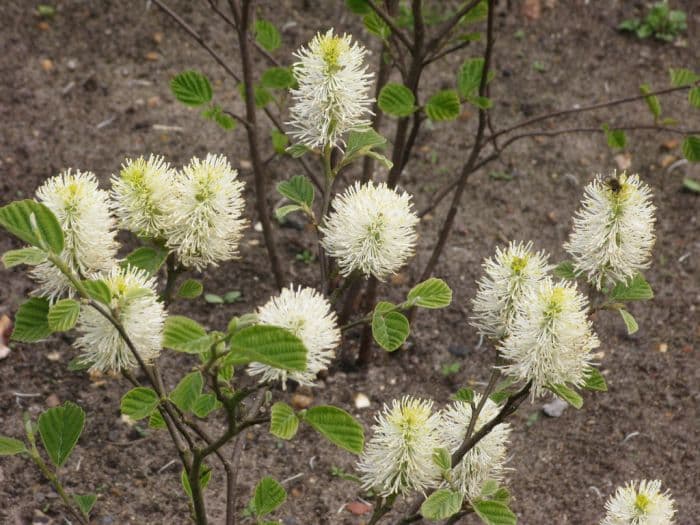 fothergilla 'Blue Shadow'