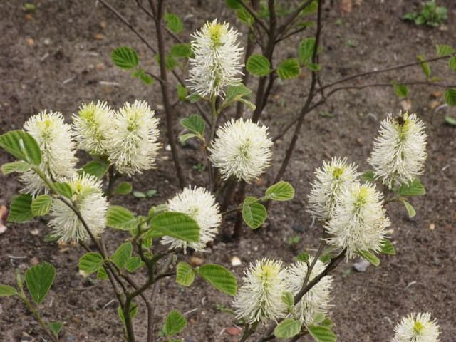 Fothergilla 'Blue Shadow'