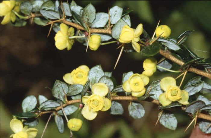 warted barberry