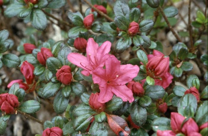 rhododendron 'Canzonetta'