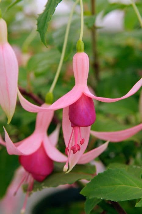 fuchsia 'Beverley'