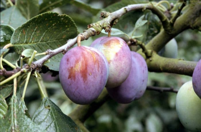 plum 'Mallard'