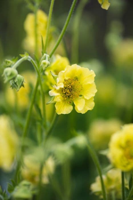 avens 'Banana Daiquiri'