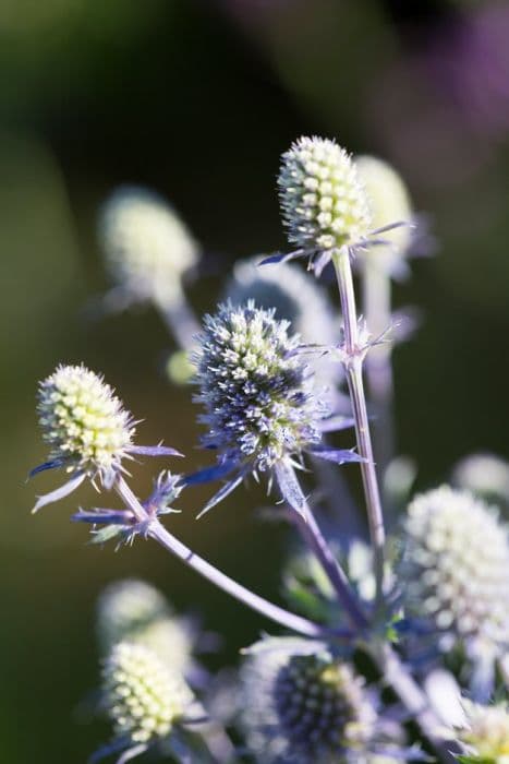 blue eryngo 'Seven Seas'