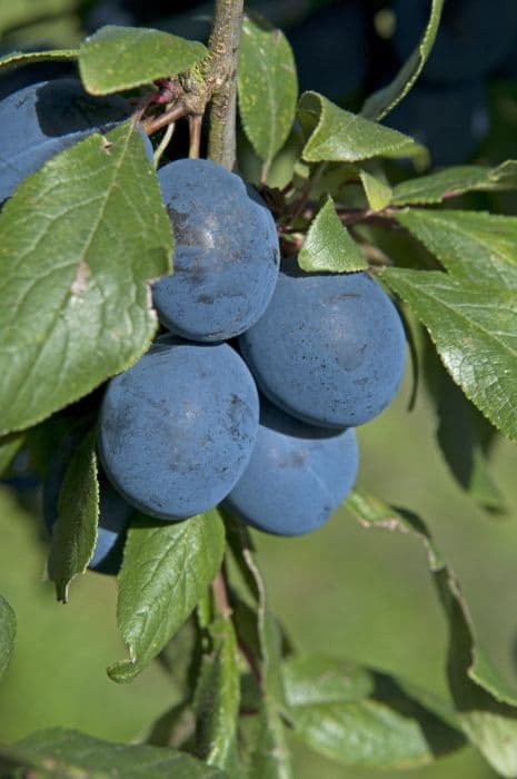 damson 'Langley Bullace'