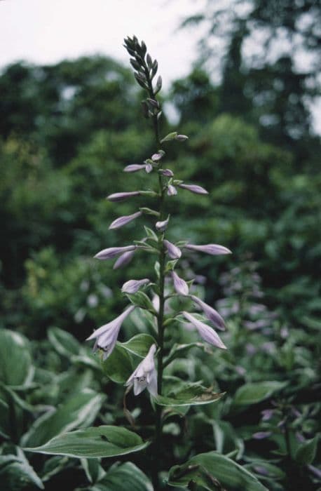 curled plantain lily